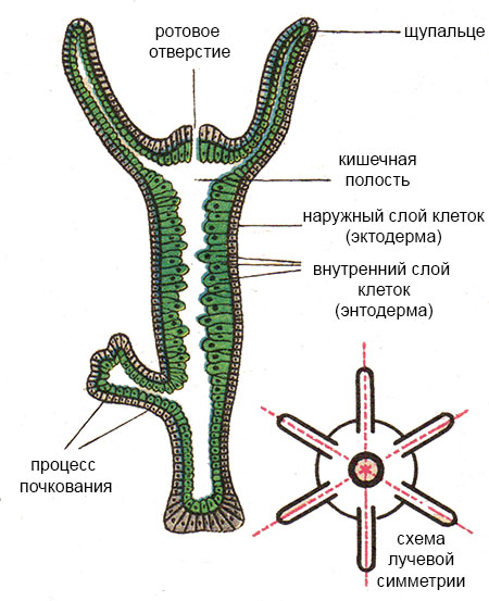 Ссылка кракен сайт зеркало