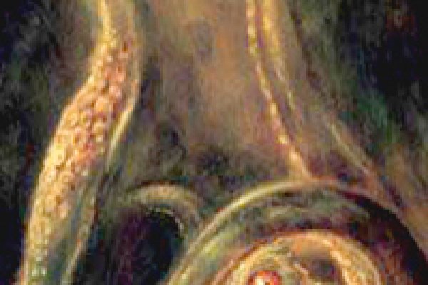 Kraken site