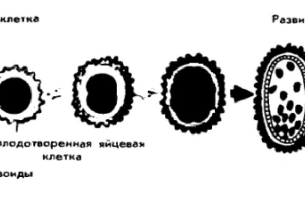 Кракен дарксайд
