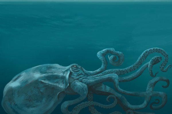 Kraken даркнет что это