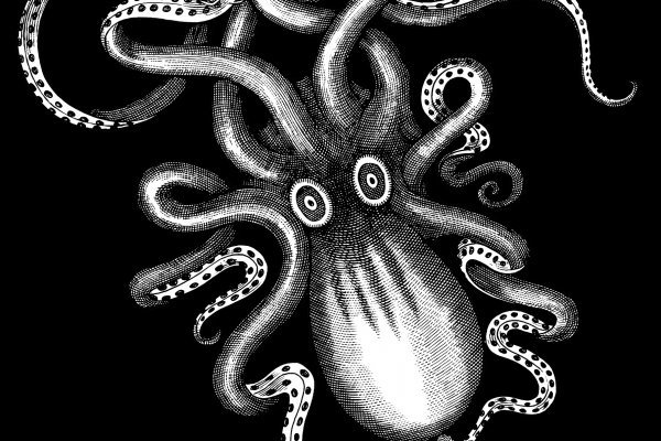 Kraken 24at