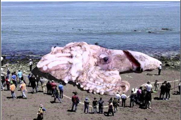 Kraken домен