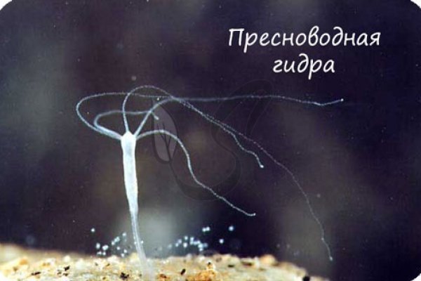 Кракен магазин зеркало