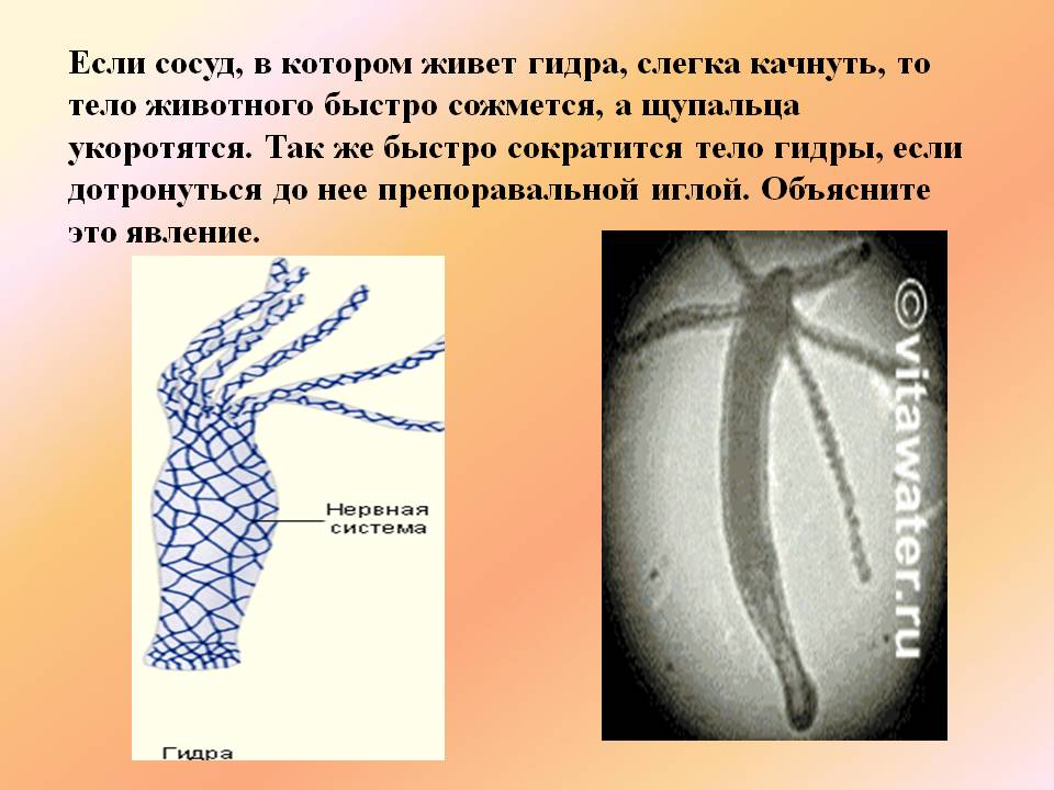 Кракен kr2web in